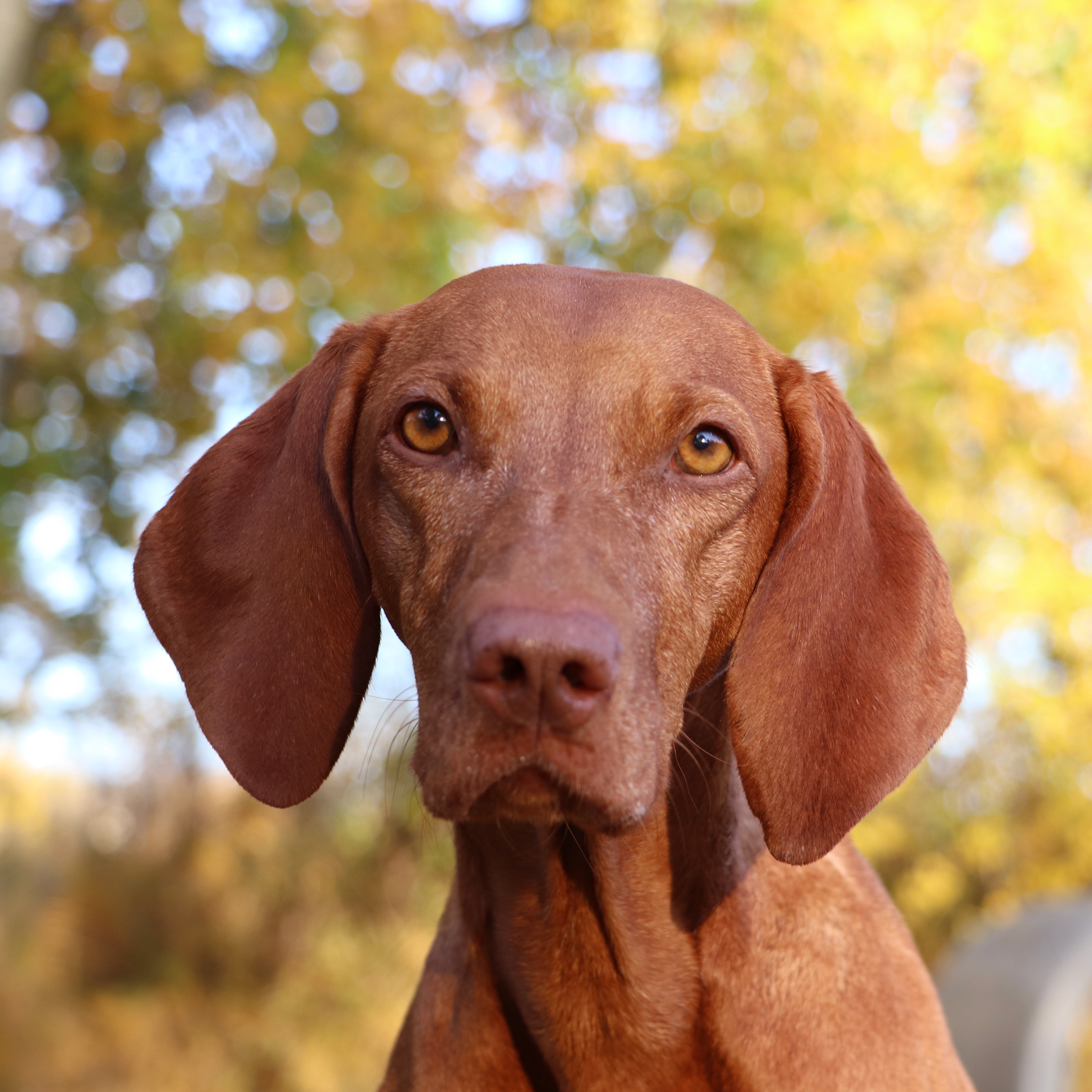 Hund Niels vom Retrieverzwinger